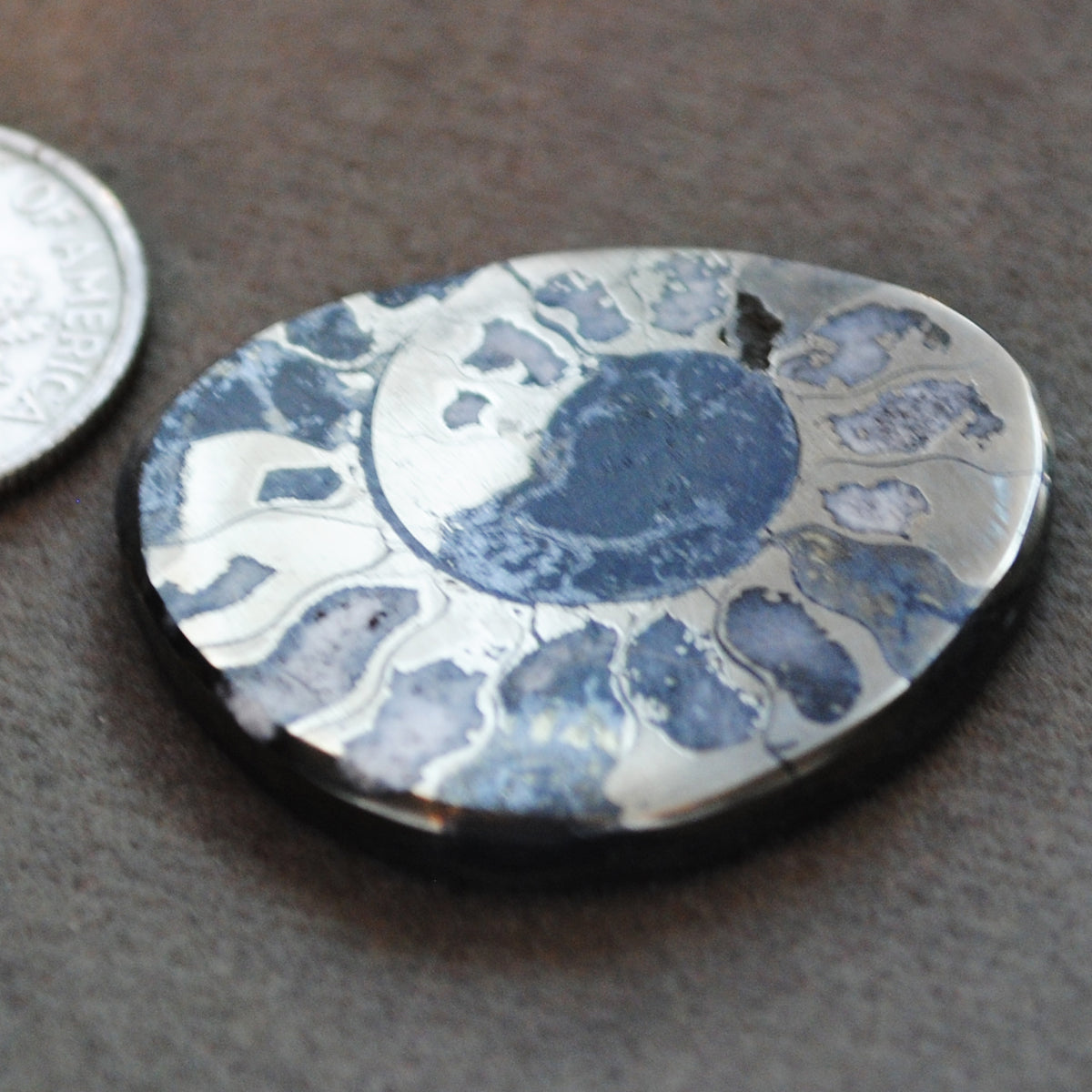 Fossil, Ammonite, Pyritized Ammonite