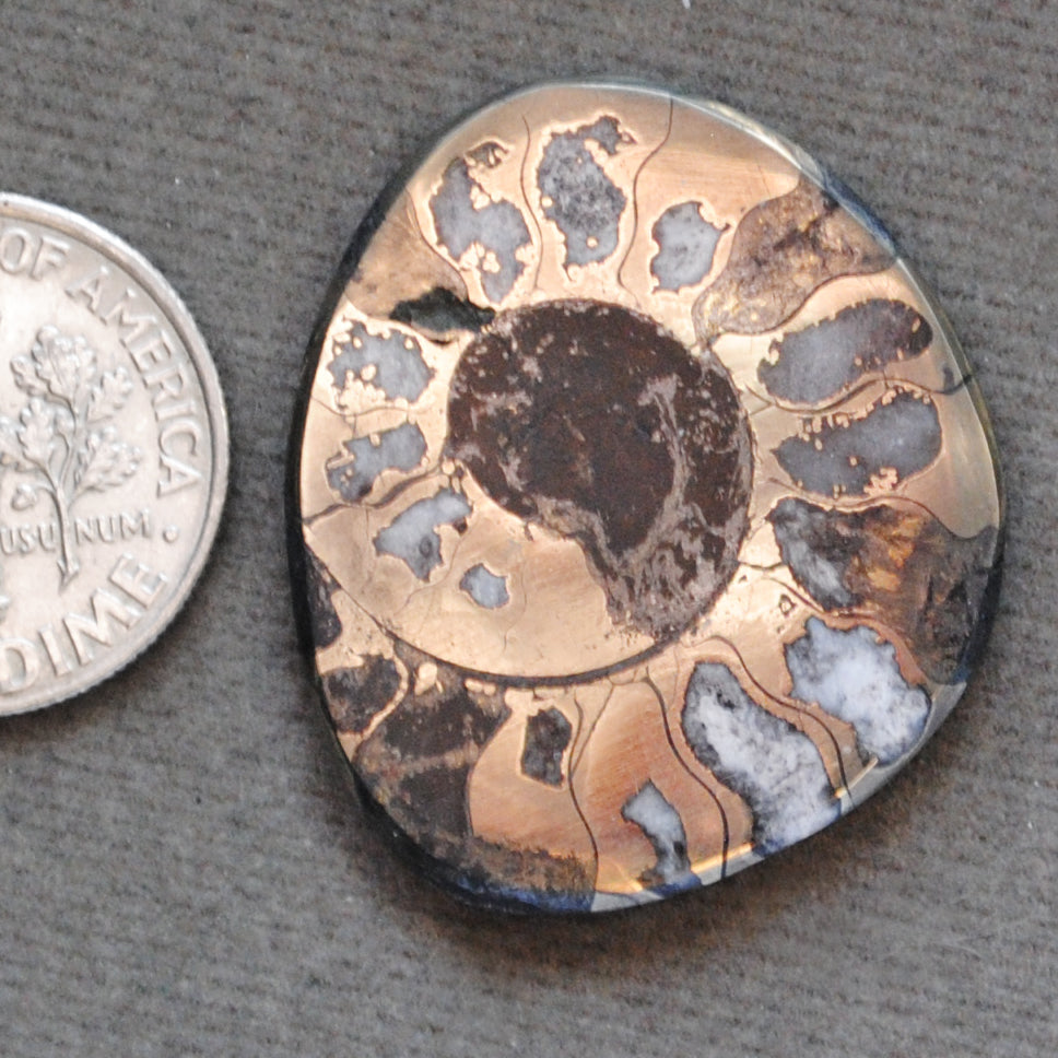 Fossil, Ammonite, Pyritized Ammonite