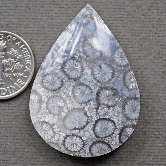 Fossil Coral, natural