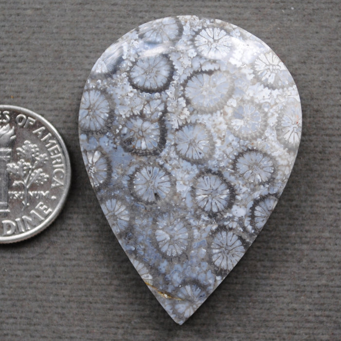 Fossil Coral, natural