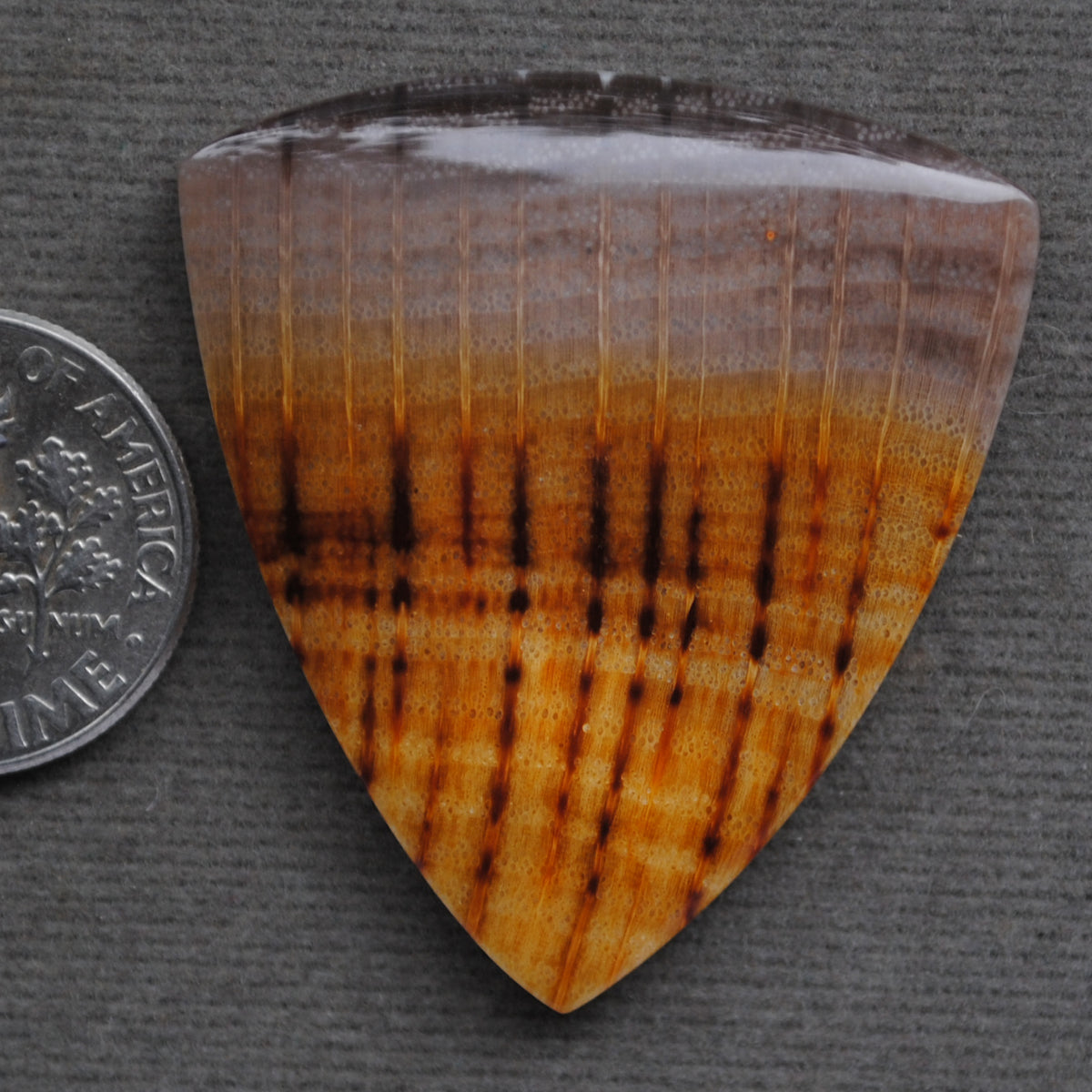 Petrified Wood, Golden Oak!