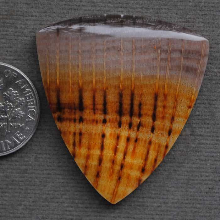 Petrified Wood, Golden Oak!