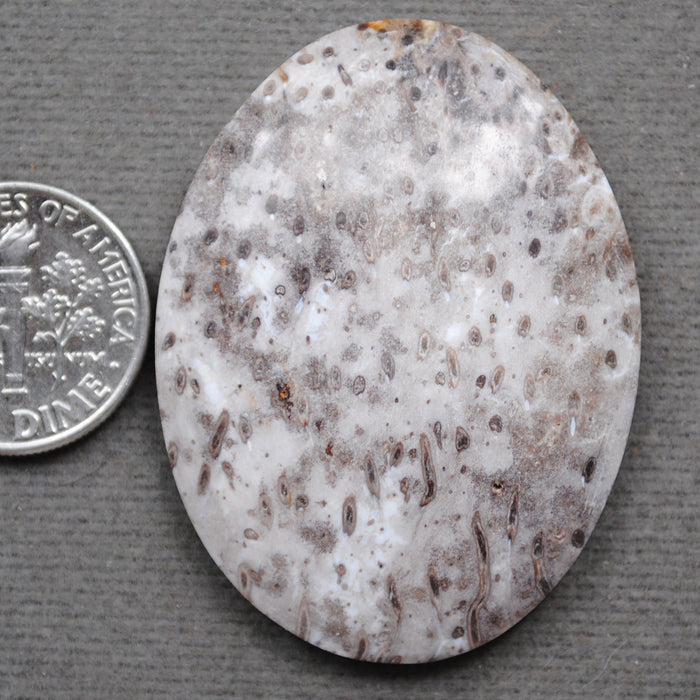 Petrified Wood, Palm Wood Root, Natural