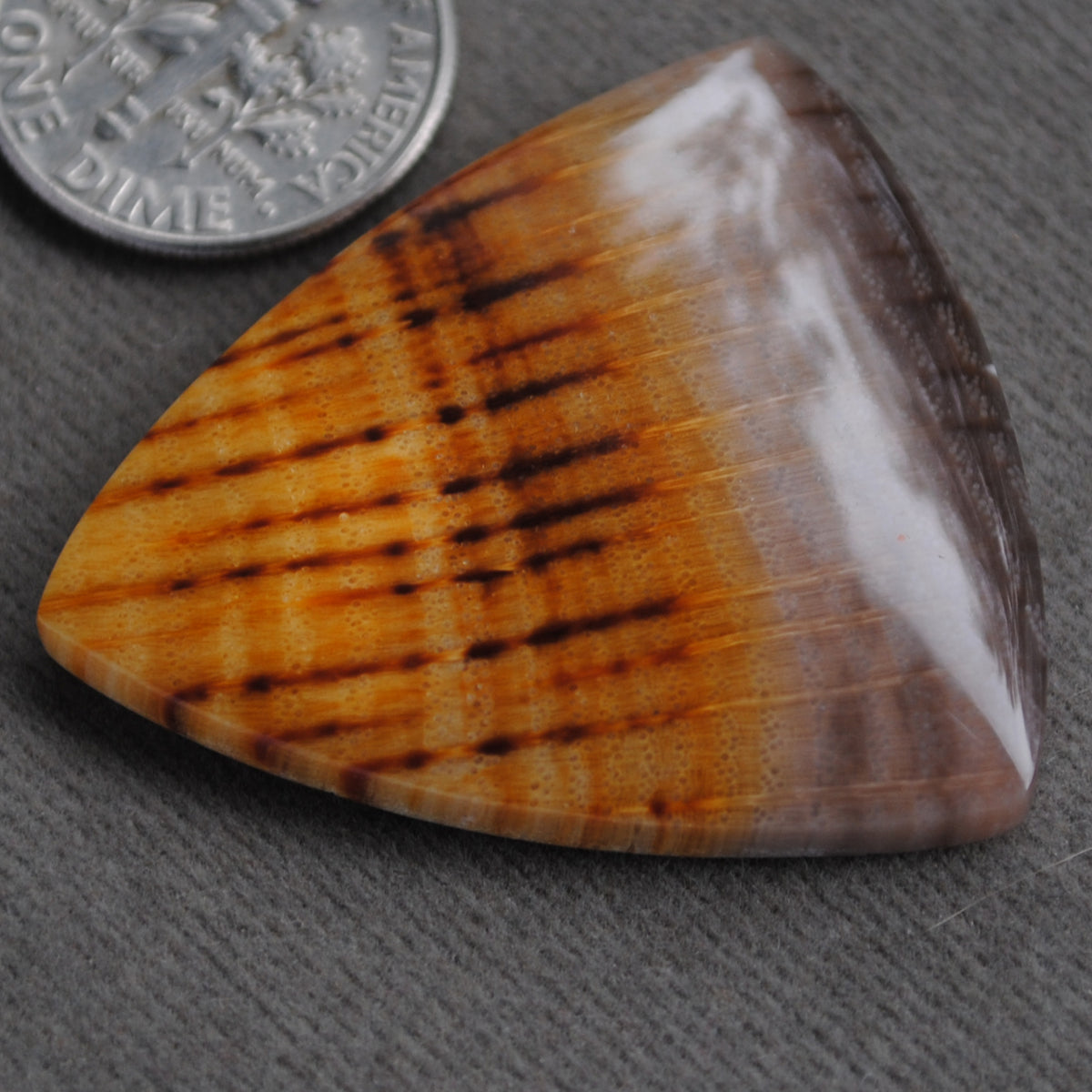 Petrified Wood, Golden Oak!
