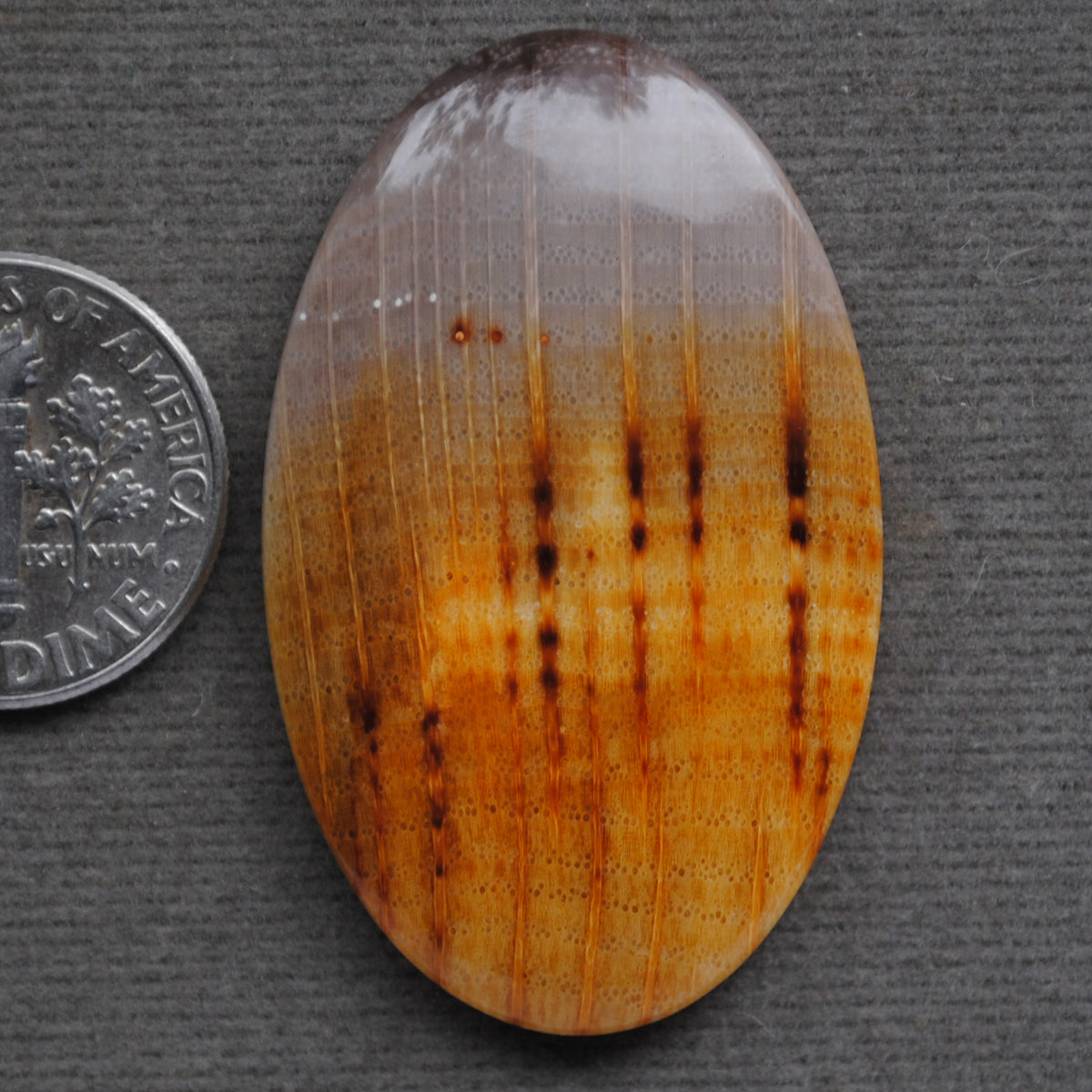 Petrified Wood, Golden Oak!