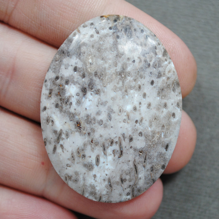 Petrified Wood, Palm Wood Root, Natural