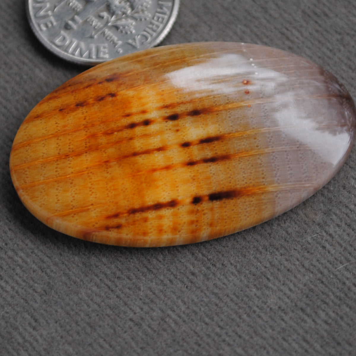 Petrified Wood, Golden Oak!