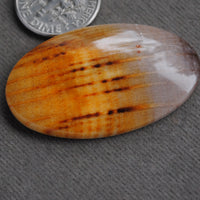 Petrified Wood, Golden Oak!