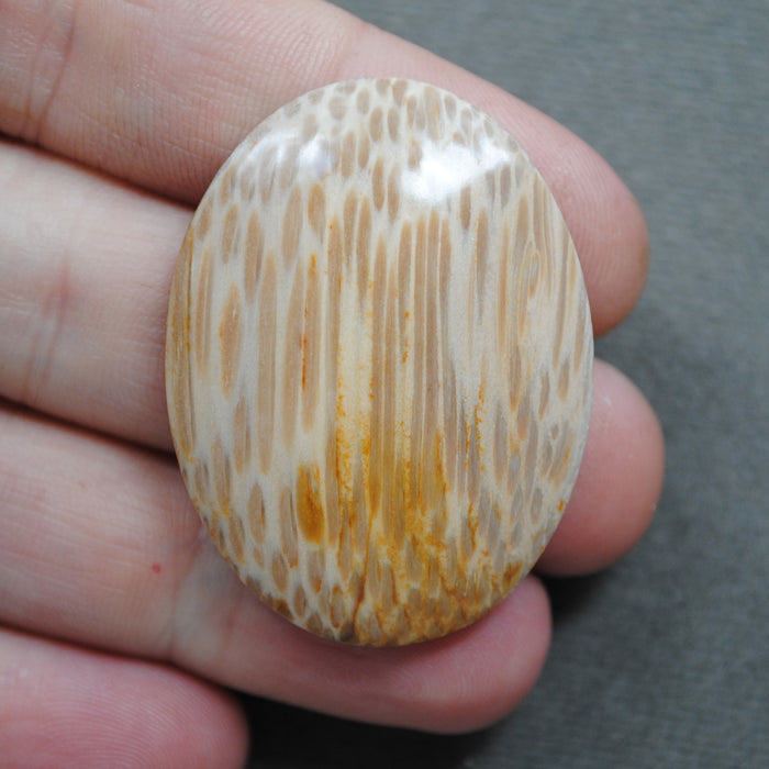 Petrified Wood, Palm Wood Root, Natural