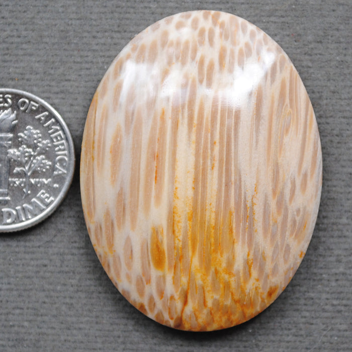 Petrified Wood, Palm Wood Root, Natural