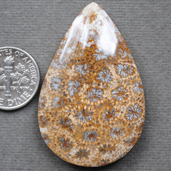 Fossil Coral, natural