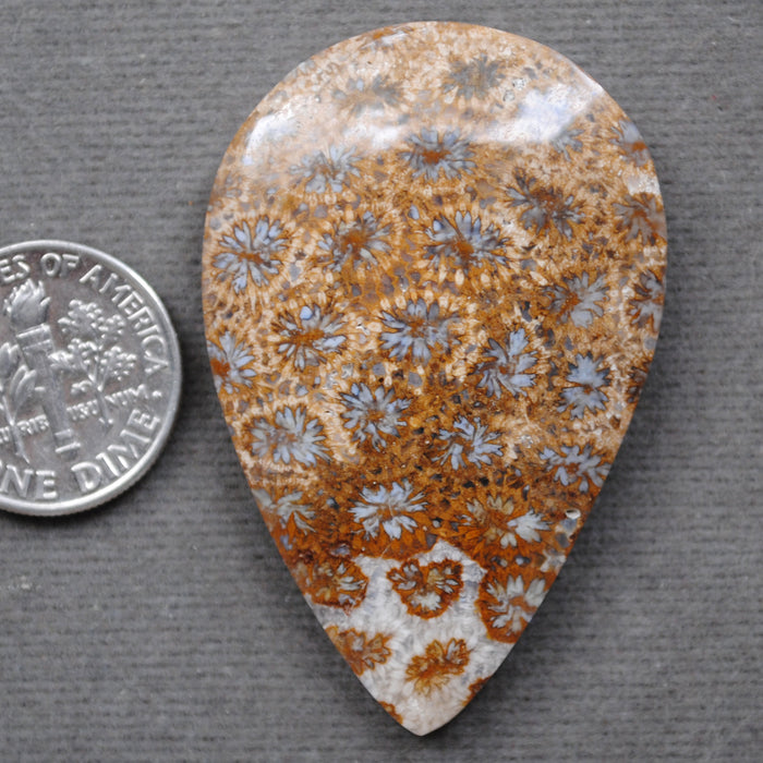 Fossil Coral, natural