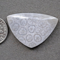 Fossil Coral, natural