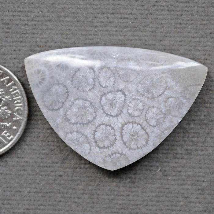 Fossil Coral, natural