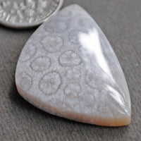 Fossil Coral, natural