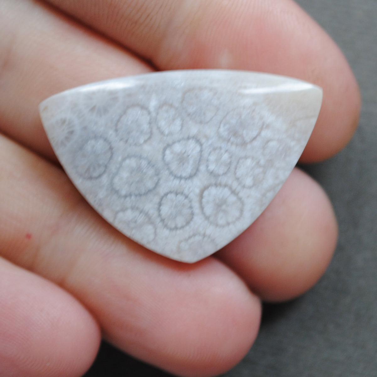 Fossil Coral, natural