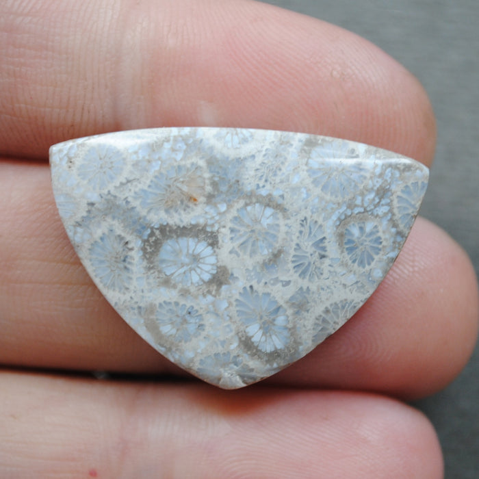 Fossil Coral, natural