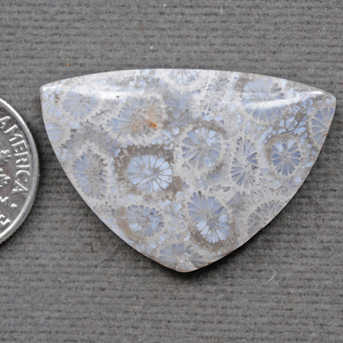 Fossil Coral, natural