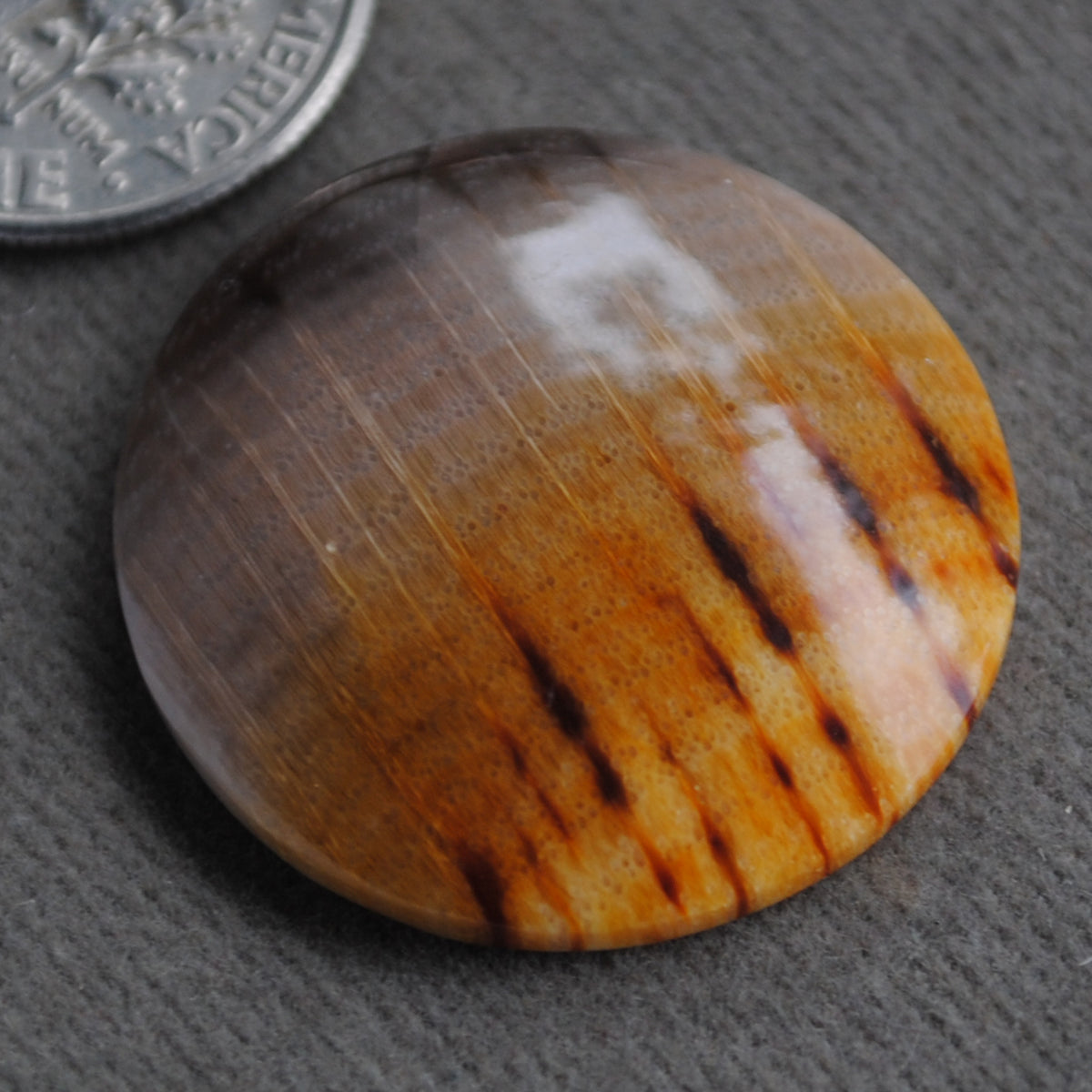Petrified Wood, Golden Oak!