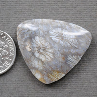 Fossil Coral, natural