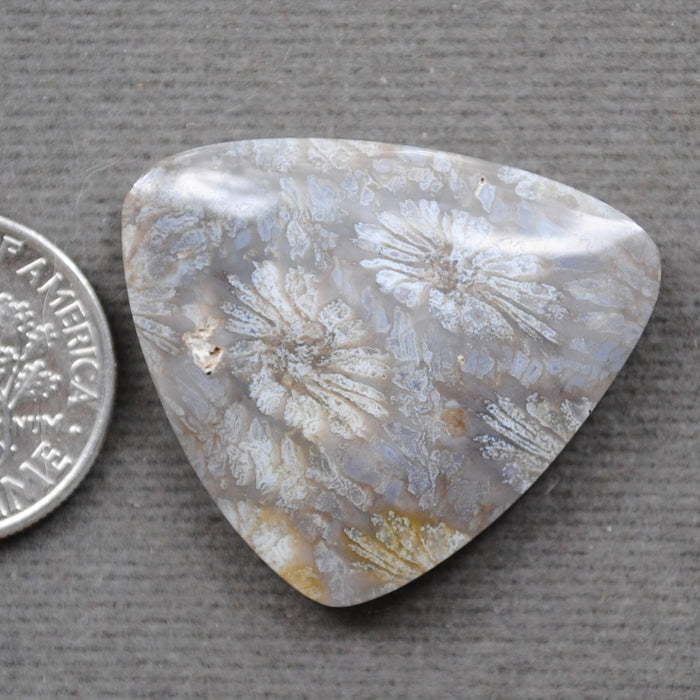 Fossil Coral, natural