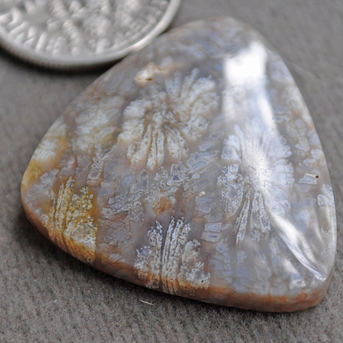 Fossil Coral, natural