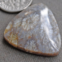 Fossil Coral, natural