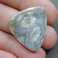 Fossil Coral, natural