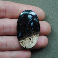 Petrified Wood, Petrified Palm Root, Natural