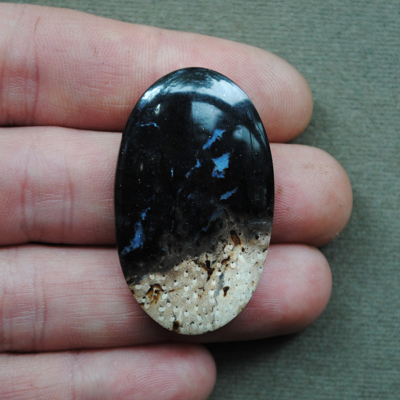 Petrified Wood, Petrified Palm Root, Natural