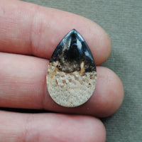 Petrified Wood, Petrified Palm Root, Natural