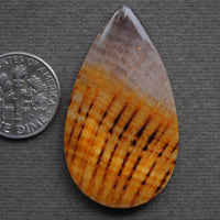 Petrified Wood, Golden Oak!