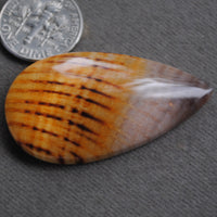 Petrified Wood, Golden Oak!