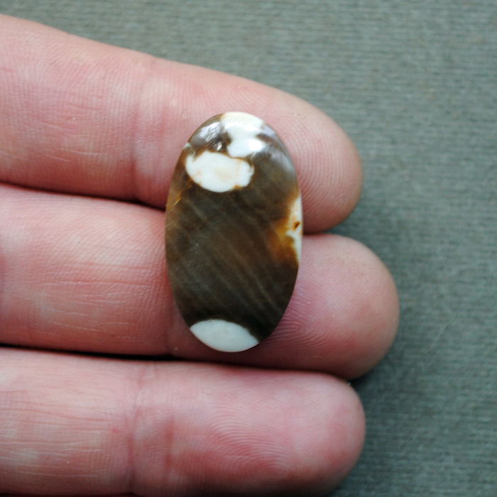 Petrified Wood, Peanut Wood, Natural