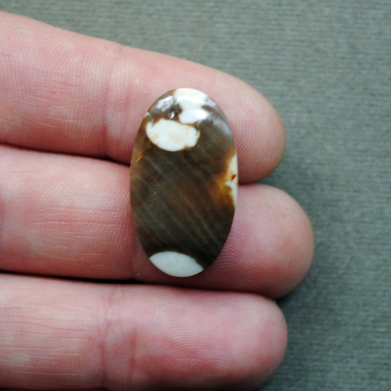 Petrified Wood, Peanut Wood, Natural