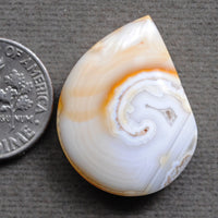 Fossilized Shell, Natural