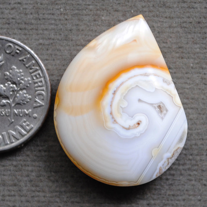 Fossilized Shell, Natural