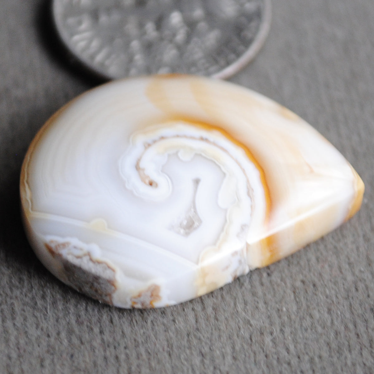 Fossilized Shell, Natural