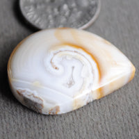Fossilized Shell, Natural