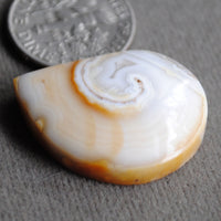 Fossilized Shell, Natural