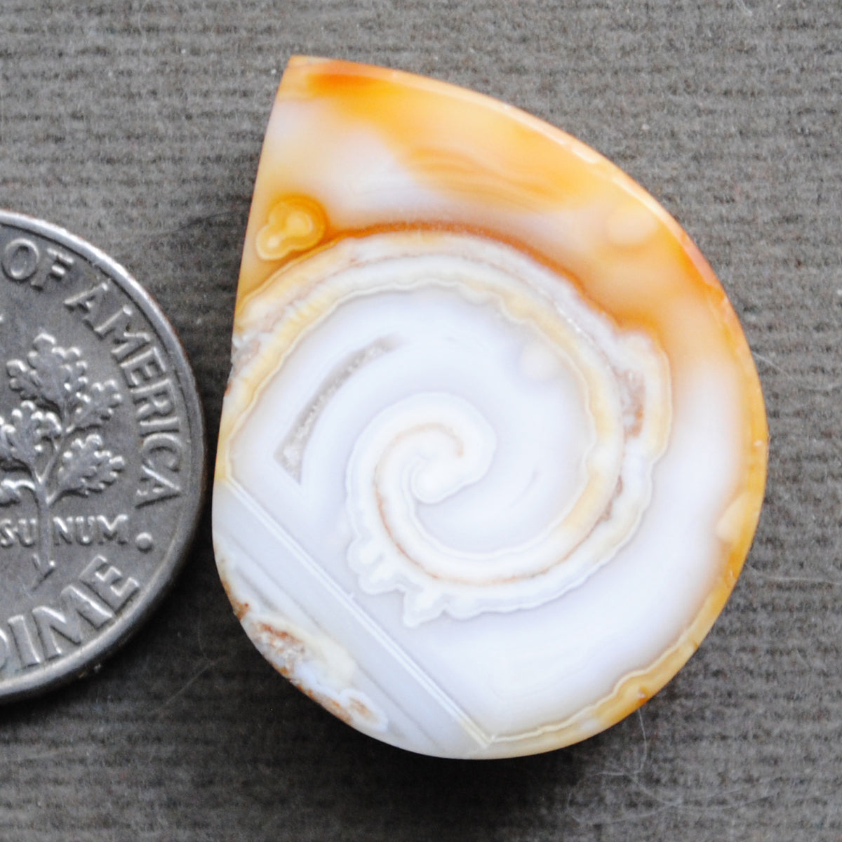 Fossilized Shell, Natural