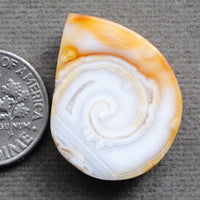Fossilized Shell, Natural