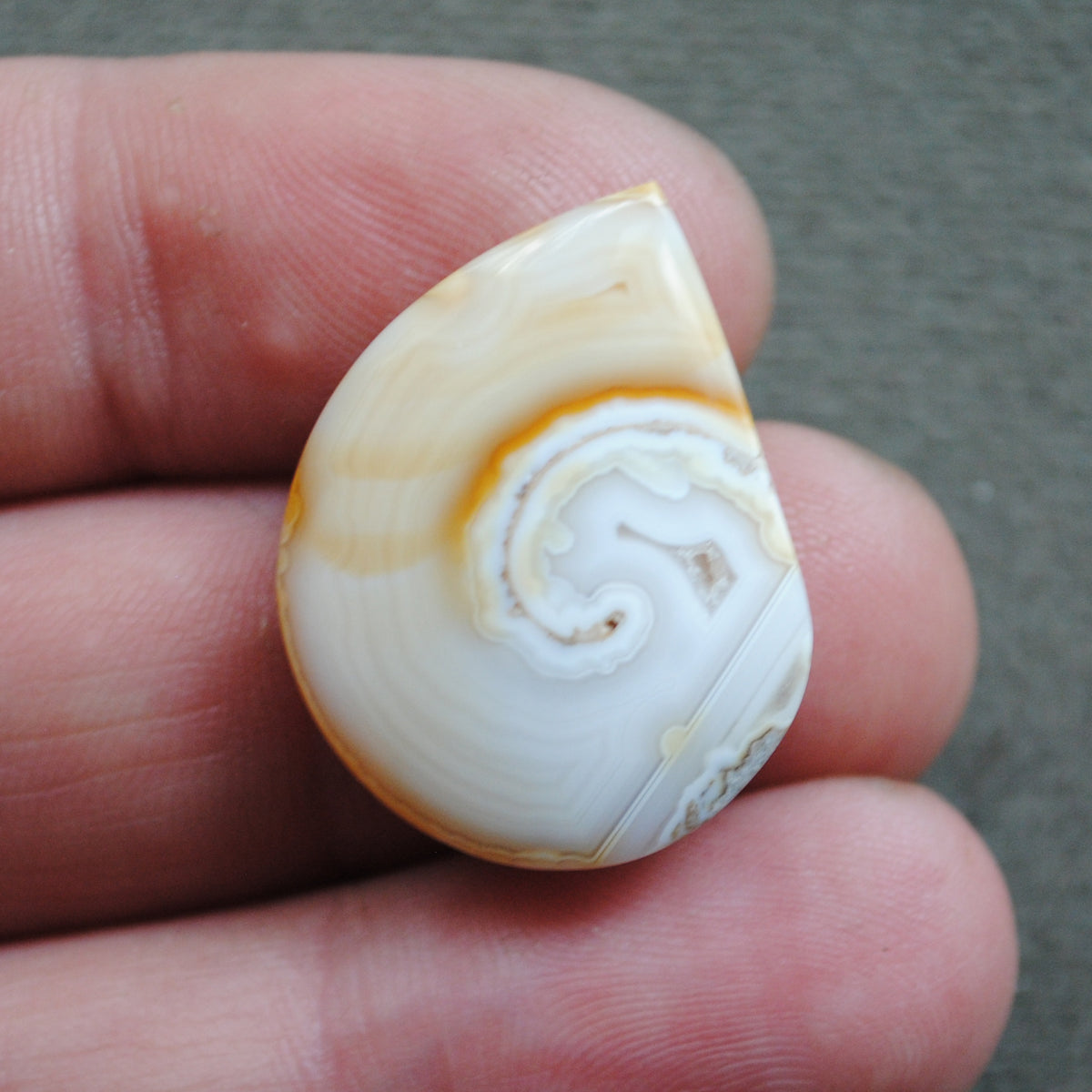 Fossilized Shell, Natural