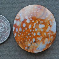 Jasper, Fawn Jasper