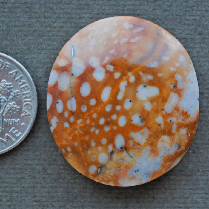 Jasper, Fawn Jasper