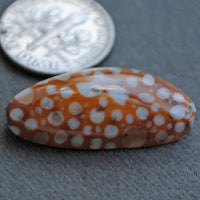 Jasper, Fawn Jasper