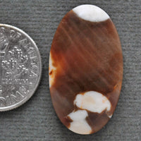 Petrified Wood, Peanut Wood, Natural