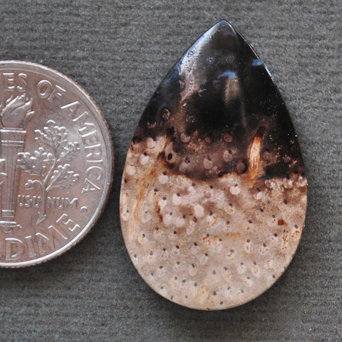 Petrified Wood, Petrified Palm Root, Natural