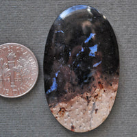 Petrified Wood, Petrified Palm Root, Natural