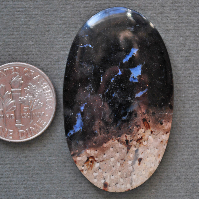 Petrified Wood, Petrified Palm Root, Natural